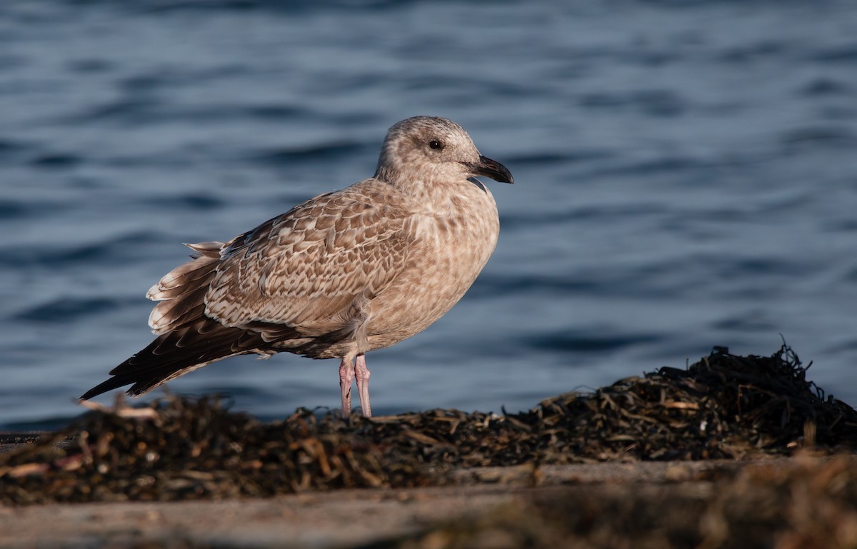 ML448879521 Herring Gull (Vega) Macaulay Library