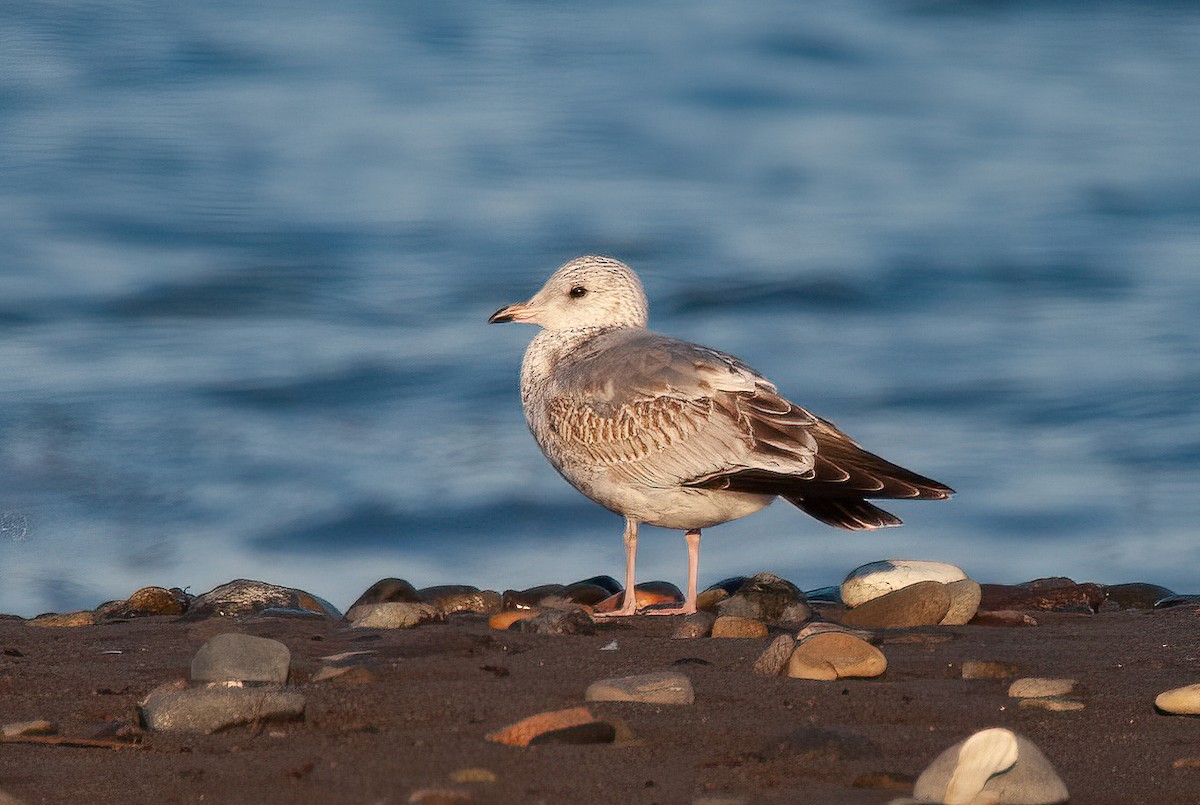 Common Gull (Kamchatka) - ML448880611