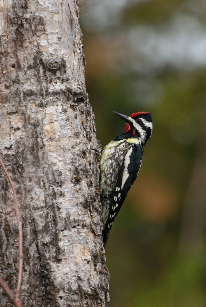 Yellow-bellied Sapsucker - Marie-Eve Gauthier