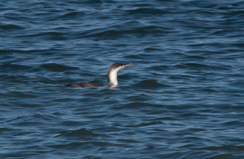 Red-throated Loon - ML448881871
