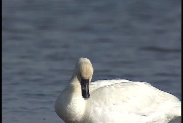 Tundra Swan (Whistling) - ML448888