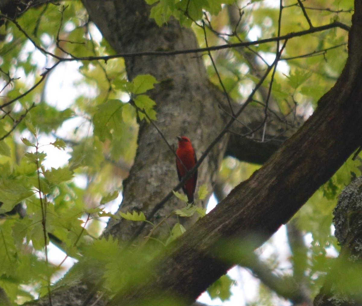 Scarlet Tanager - ML448888871