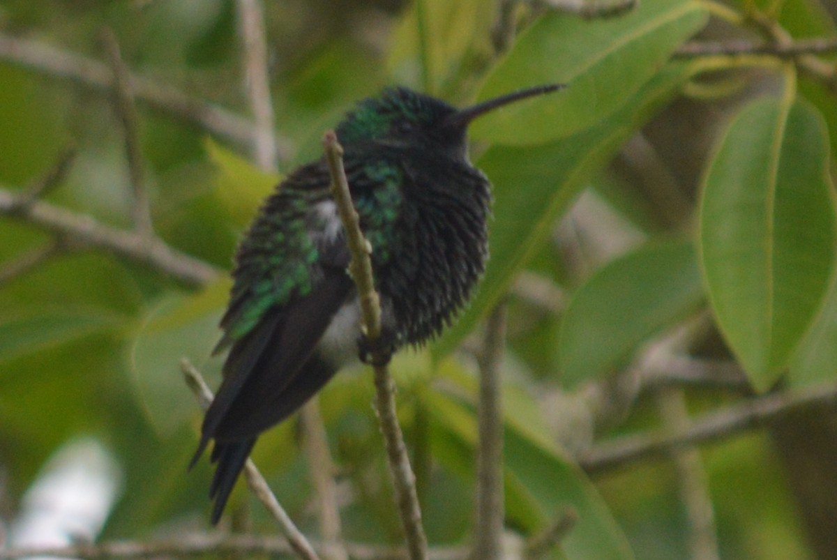 Steely-vented Hummingbird - Oswaldo Peña Contreras