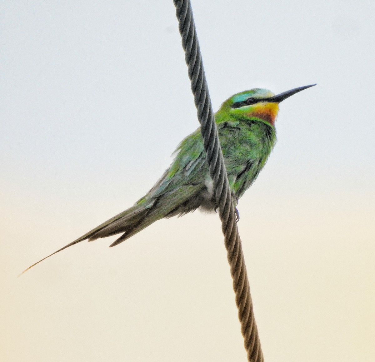 Blue-cheeked Bee-eater - Afsar Nayakkan