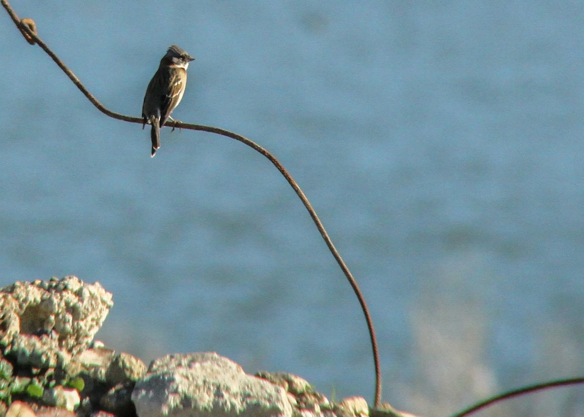 Rufous-collared Sparrow - ML448907531