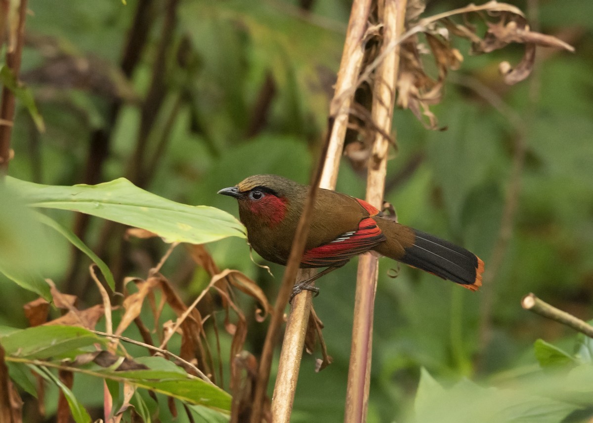 Red-faced Liocichla - ML448909171