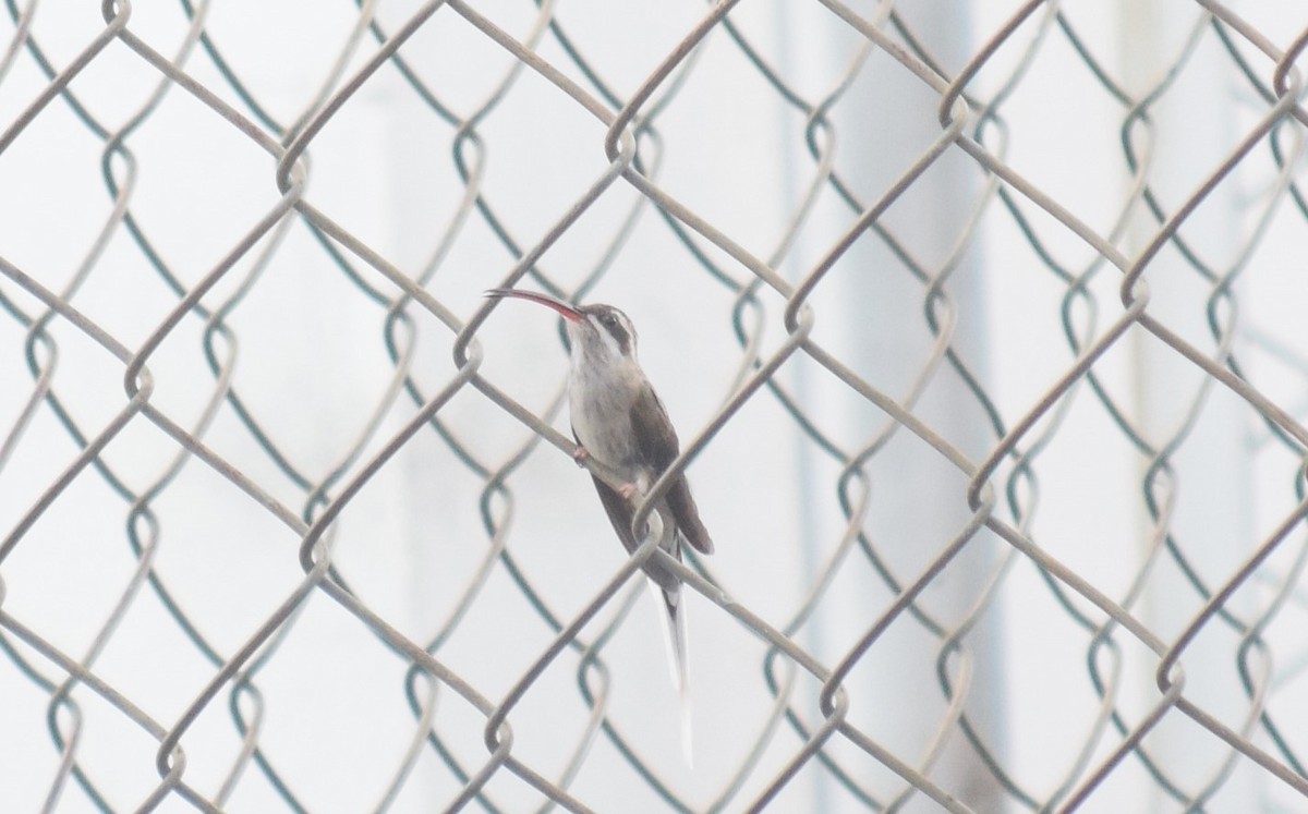 kolibřík tmavotemenný - ML448910141