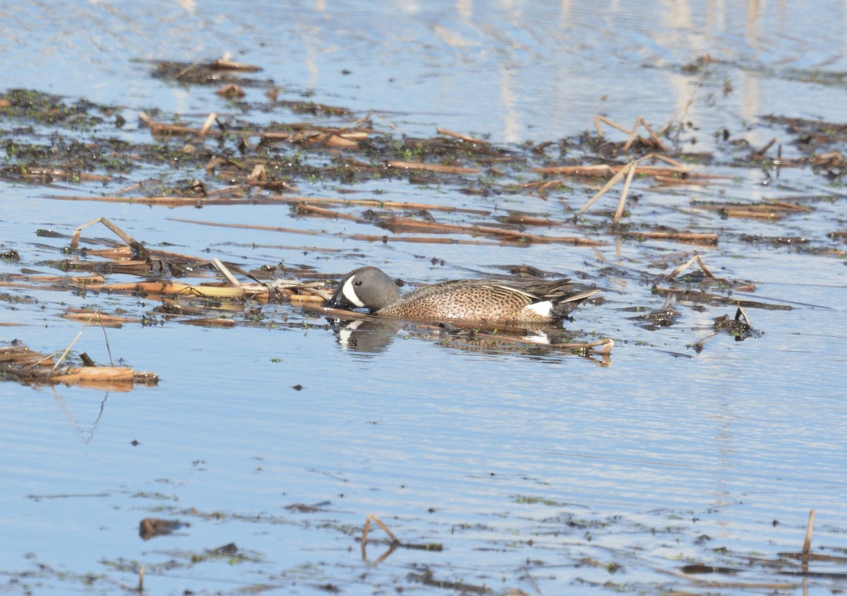 Blue-winged Teal - ML448918141