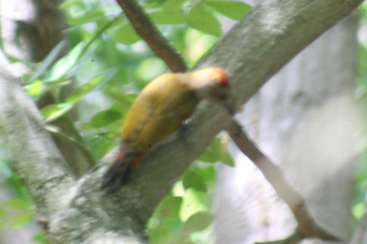 Red-rumped Woodpecker - ML448926161