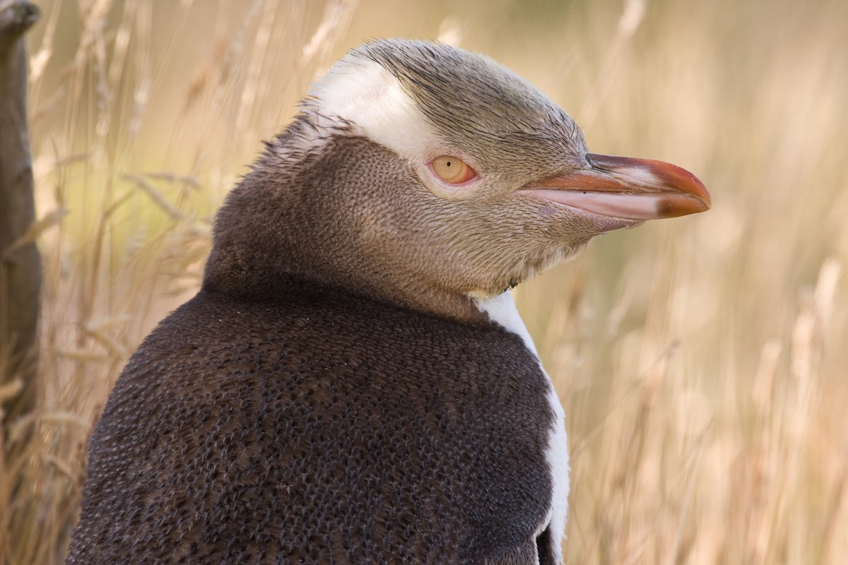 Великолепный пингвин - ML44892861