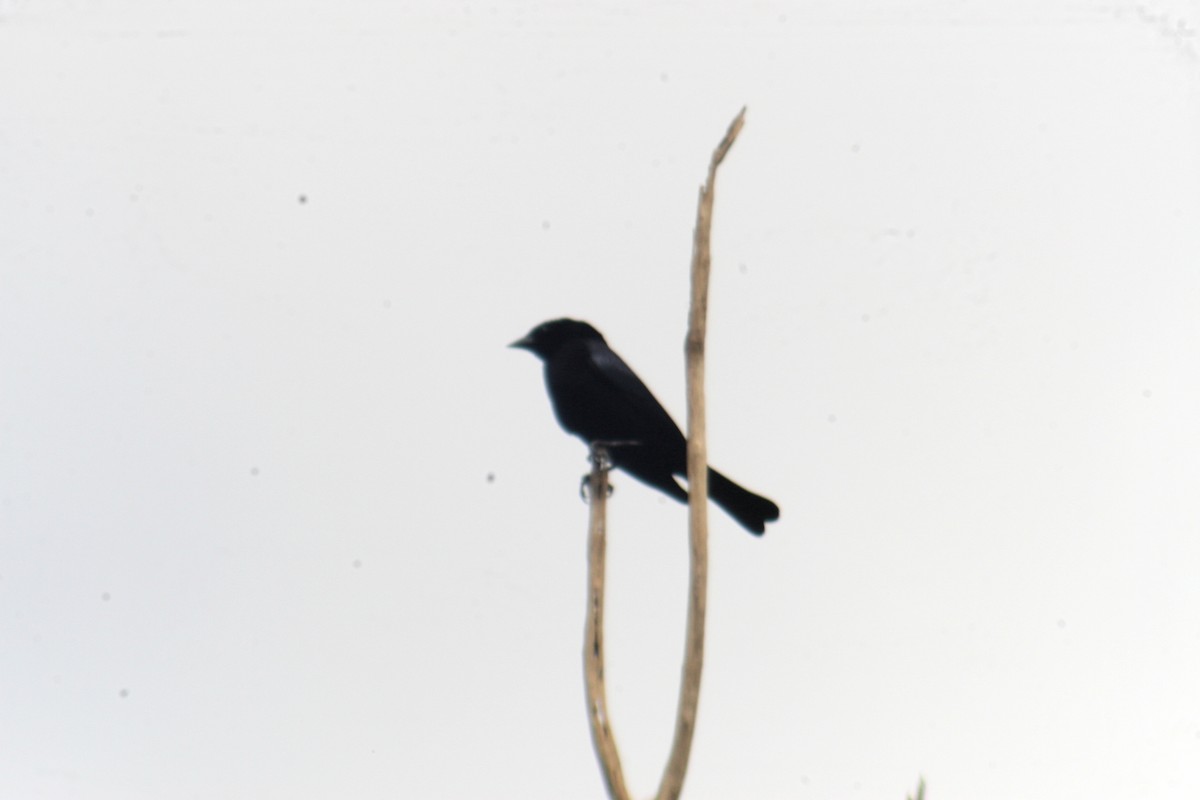 White-lined Tanager - ML448929301