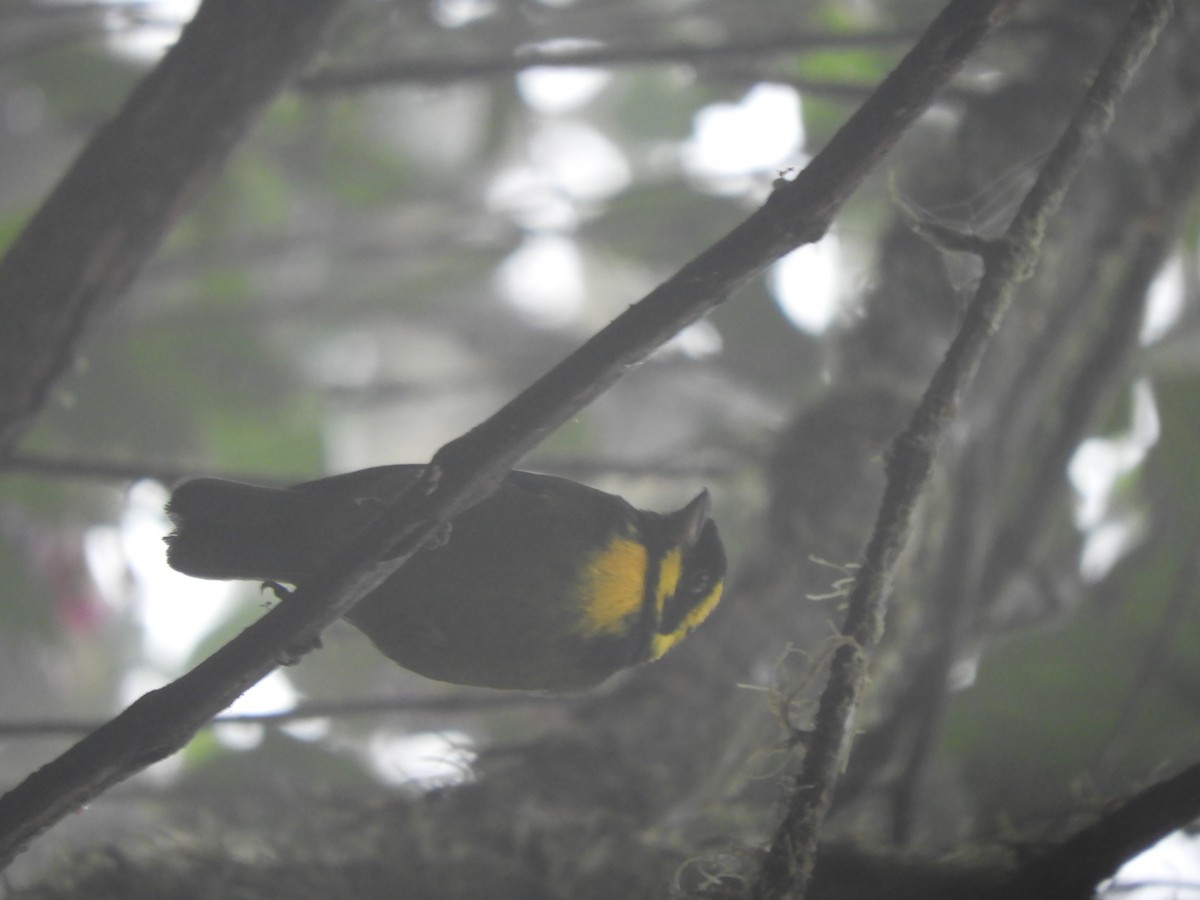 Gold-ringed Tanager - ML448930121