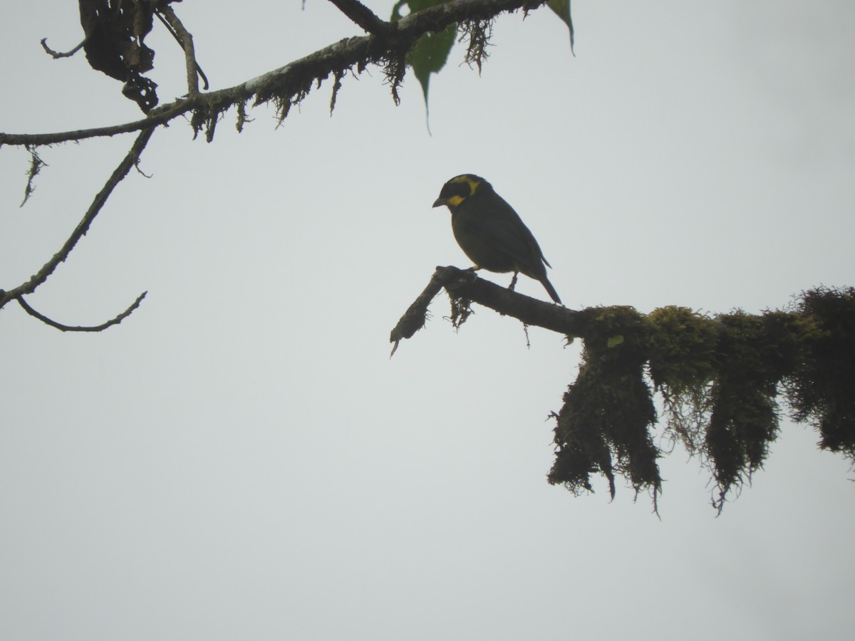 Gold-ringed Tanager - ML448930821