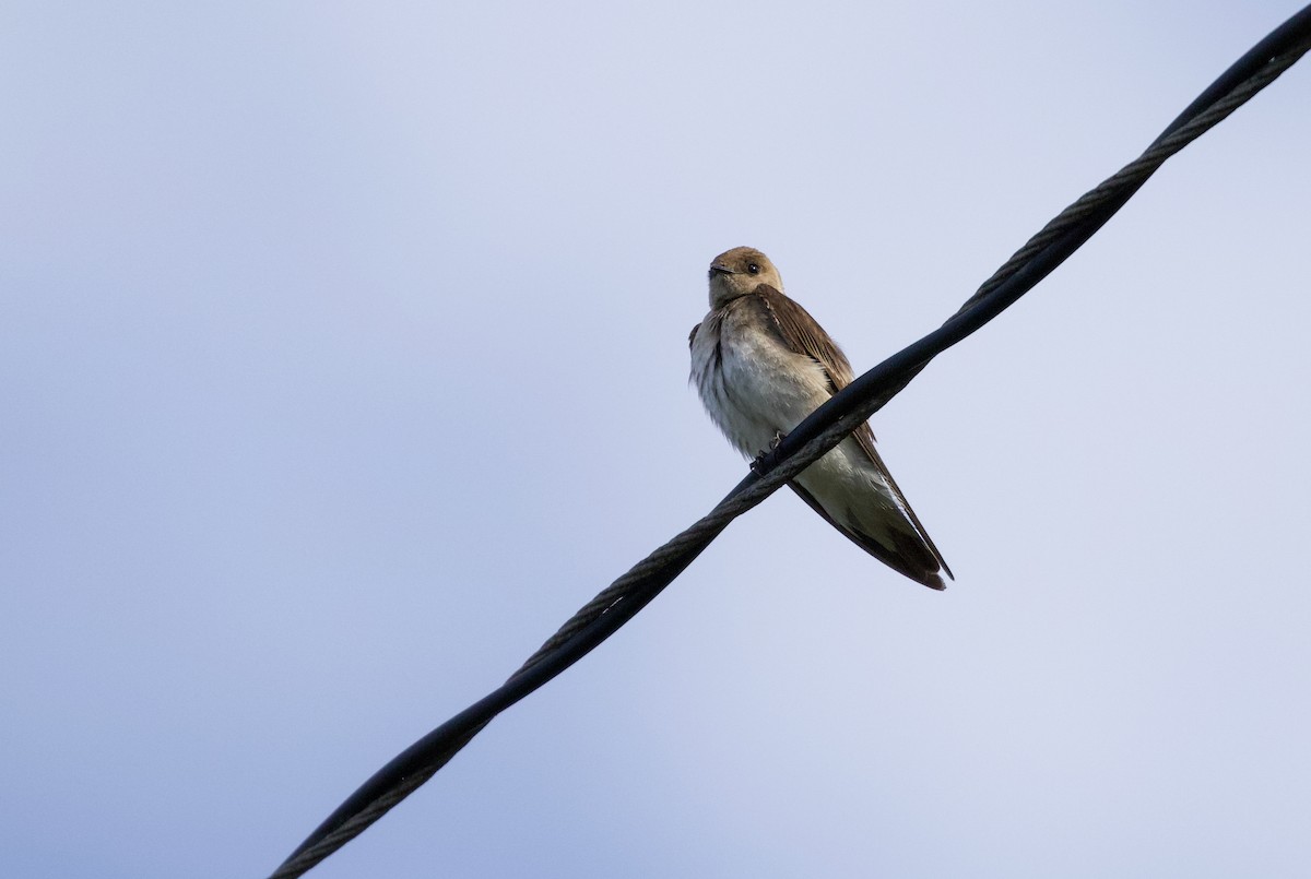 Northern Rough-winged Swallow - Will Sweet