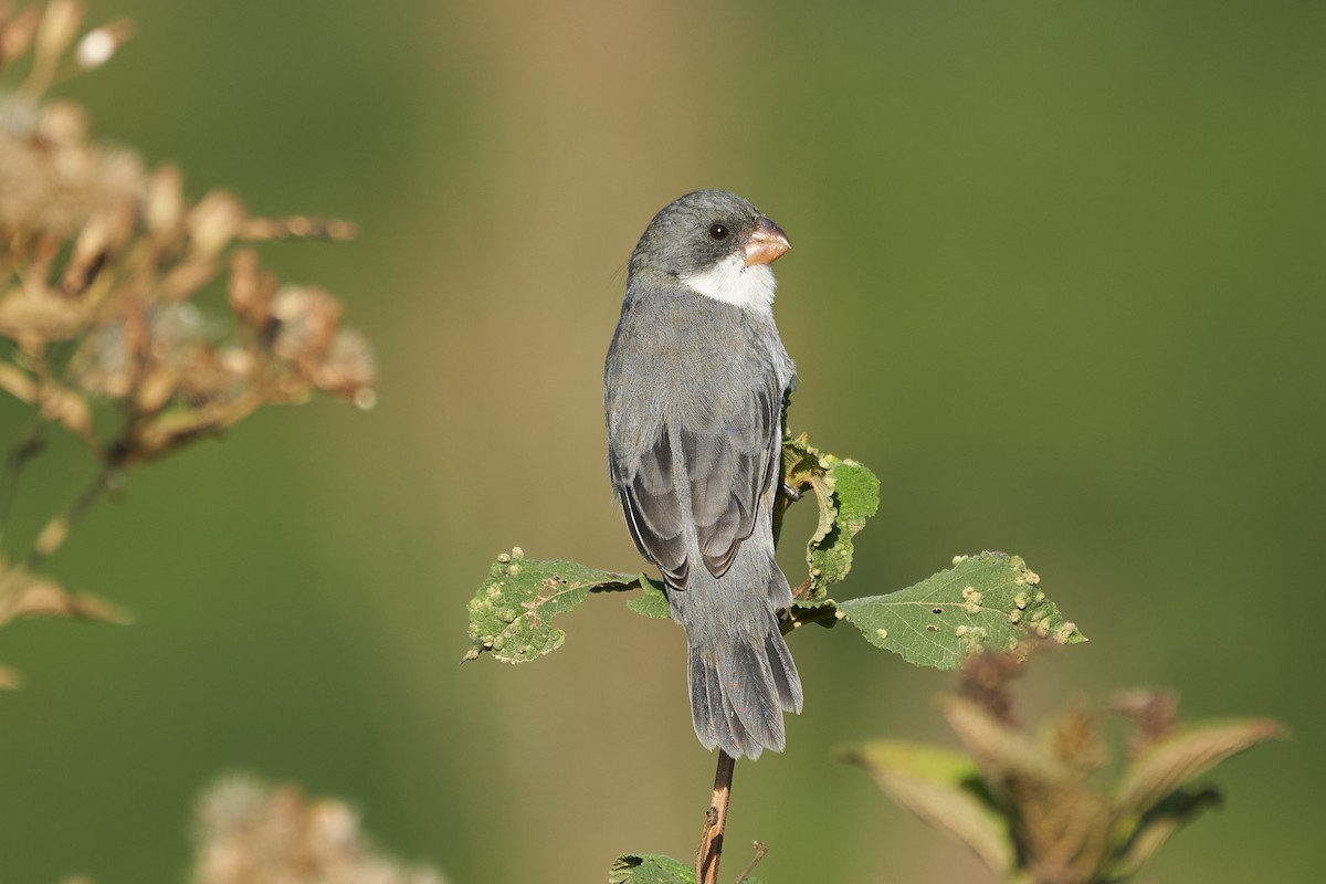 White-bellied Seedeater - ML448935121