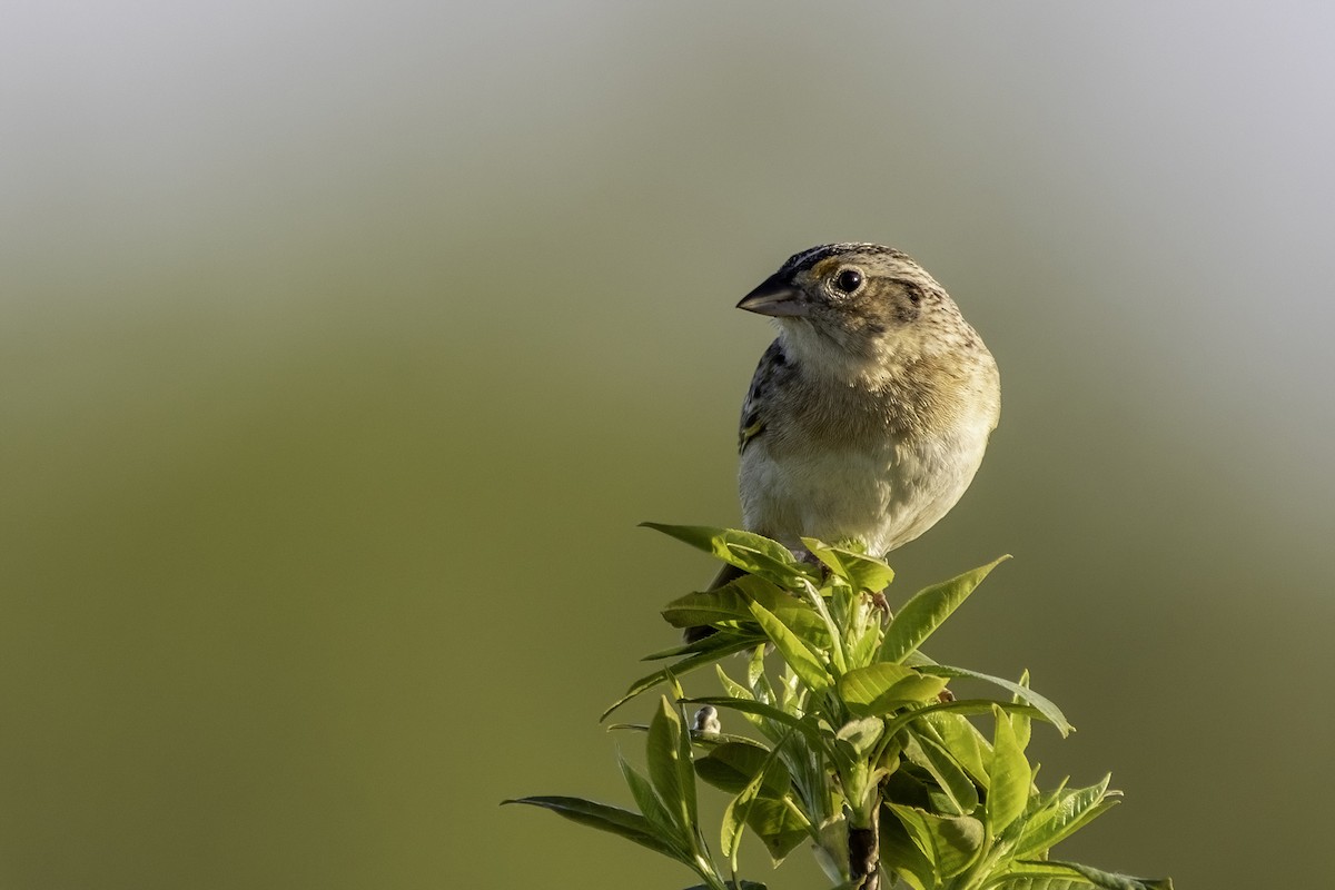 Grasshopper Sparrow - Matthew Bode