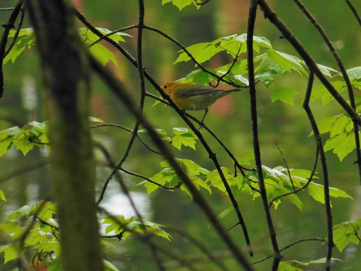 Prothonotary Warbler - Jack Jerrild
