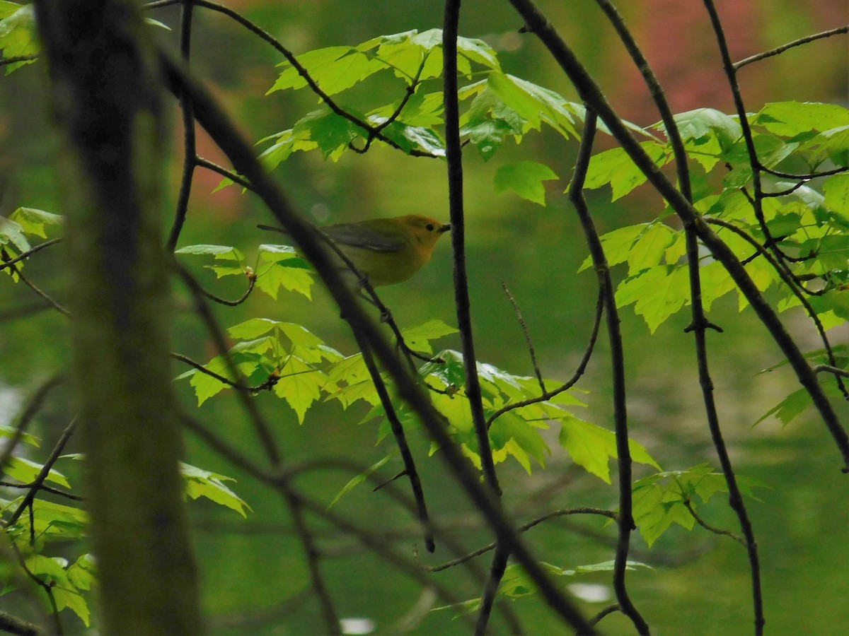 Prothonotary Warbler - Jack Jerrild