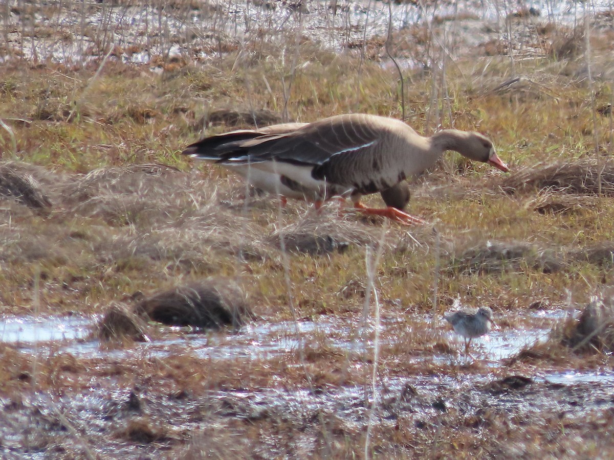 Greater White-fronted Goose - ML448943621
