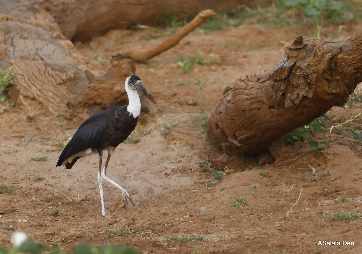 African Woolly-necked Stork - Fanis Theofanopoulos (ASalafa Deri)