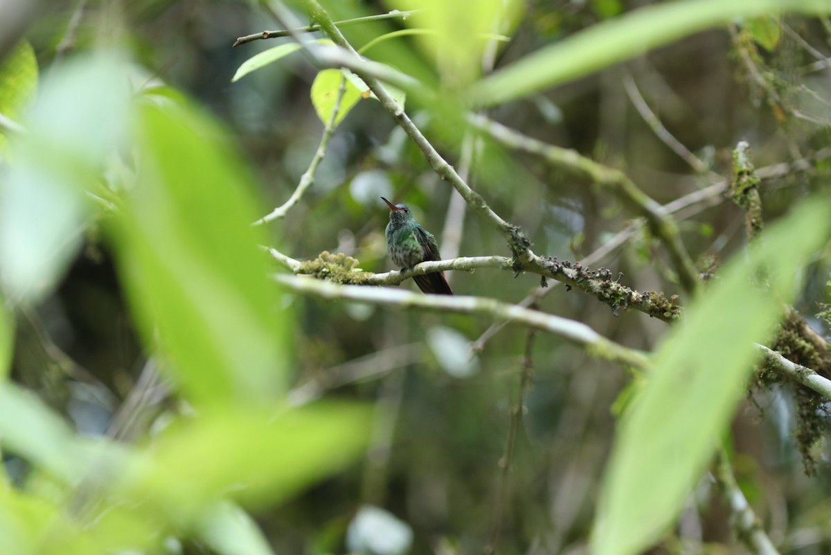 Rufous-tailed Hummingbird - ML448946001