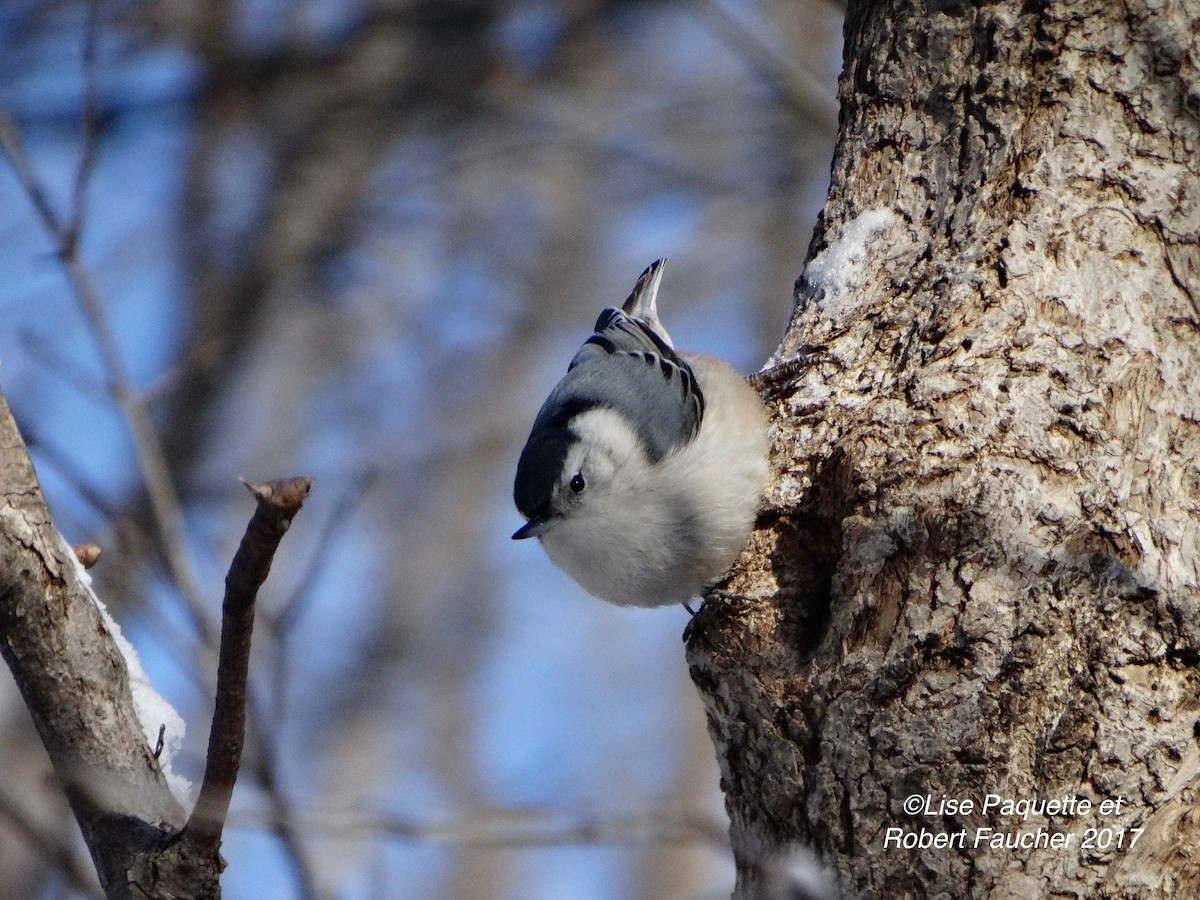 White-breasted Nuthatch - Lise Paquette  Robert Faucher