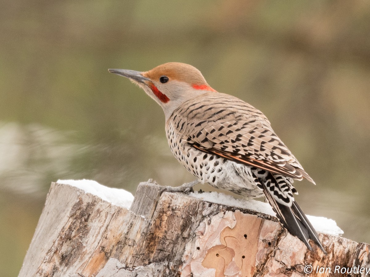 Northern Flicker (Yellow-shafted x Red-shafted) - ML44895011