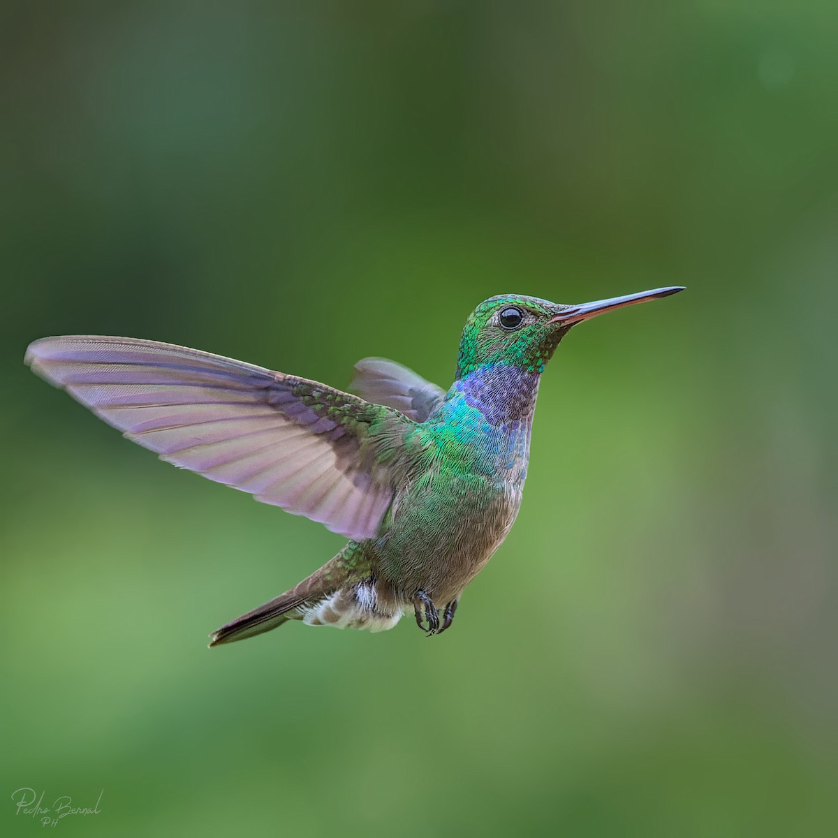 kolibřík modroprsý - ML448957111