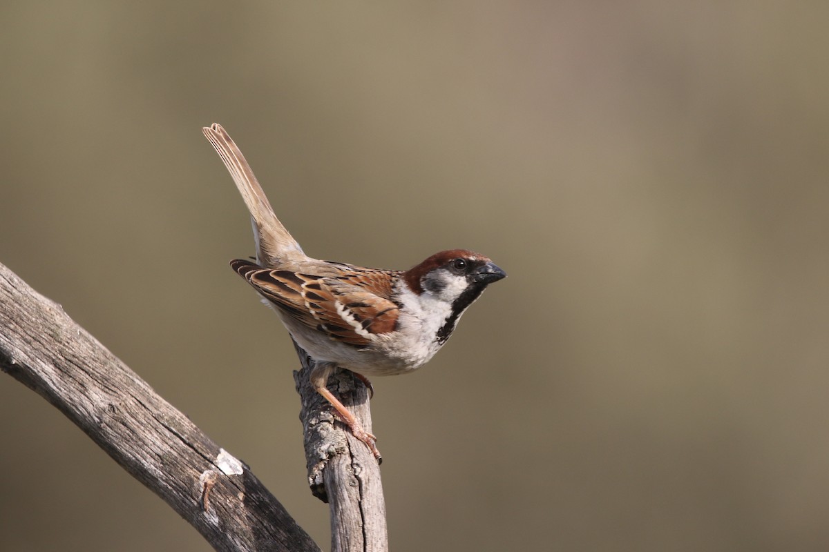 Домовый x Полевой воробей (гибрид) - eBird