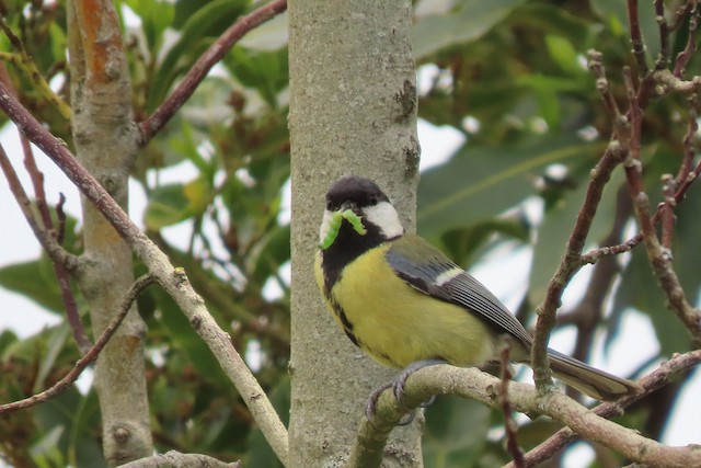 Feeding on a caterpillar. - Great Tit - 