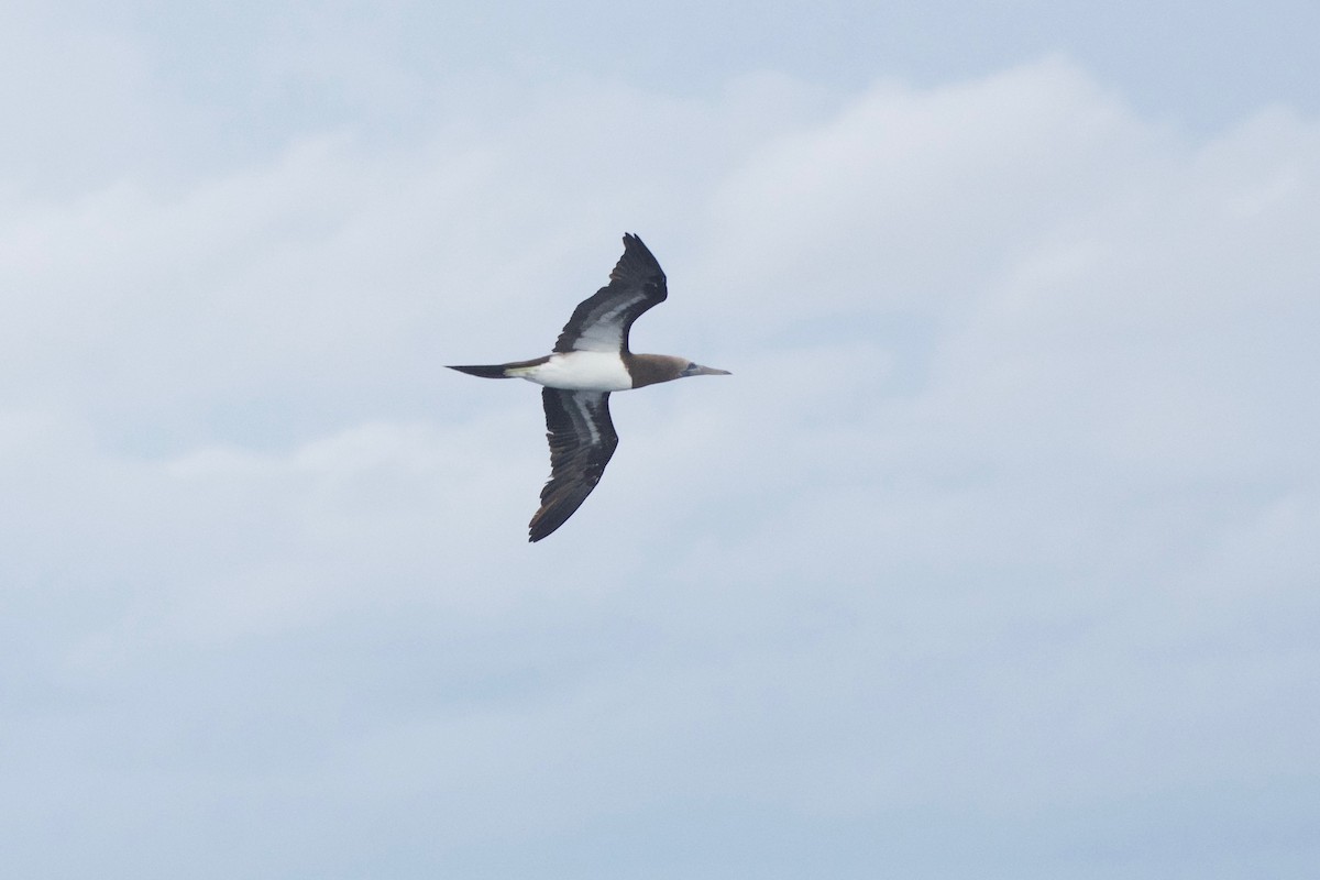 Brown Booby (Colombian) - ML448959811