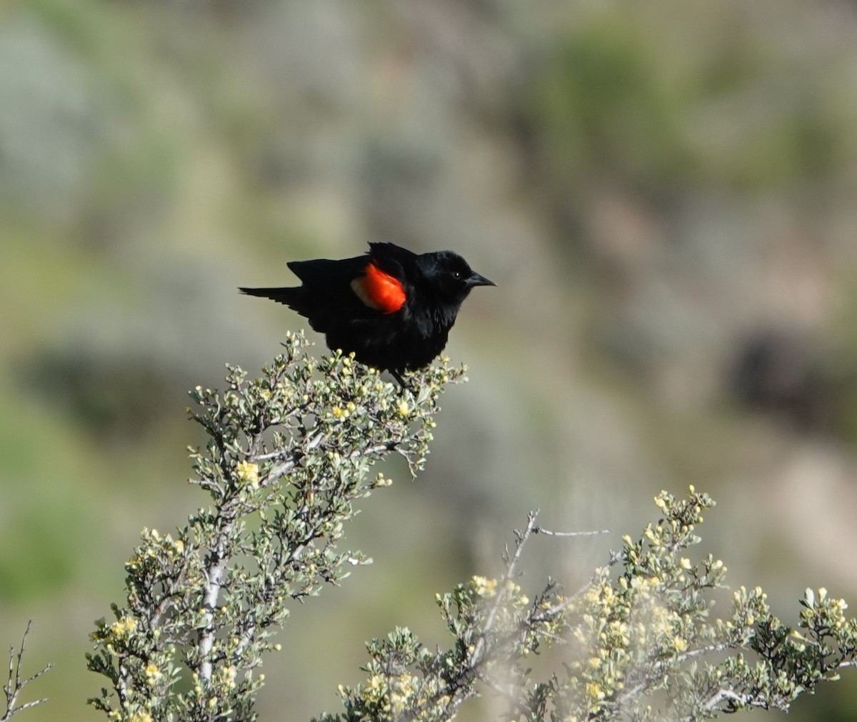 Red-winged Blackbird - ML448962961
