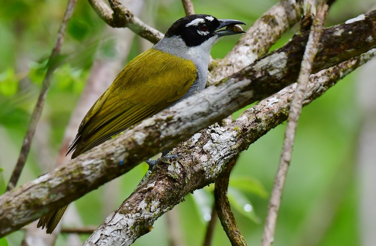 Black-crowned Palm-Tanager - ML448968431