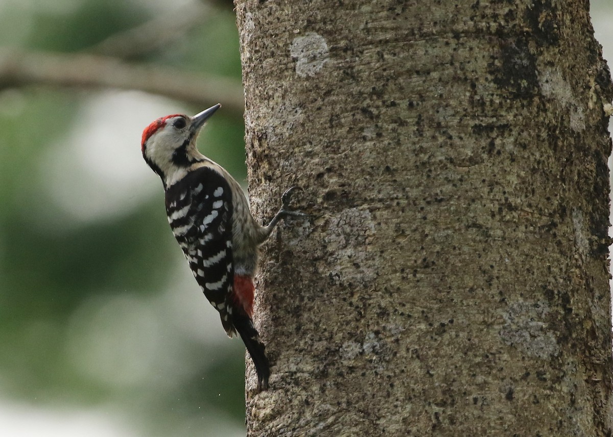 Fulvous-breasted Woodpecker - Dean LaTray