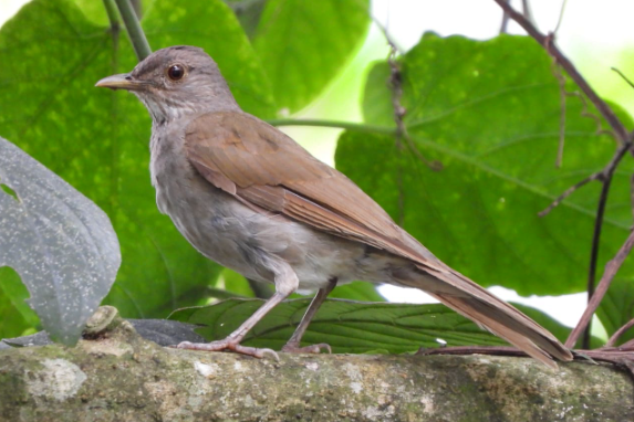 Pale-breasted Thrush - ML448973021