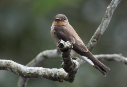 Southern Rough-winged Swallow - ML448975811