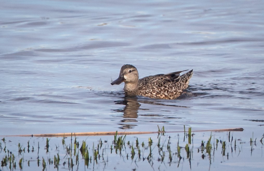 Blue-winged Teal - ML448985571