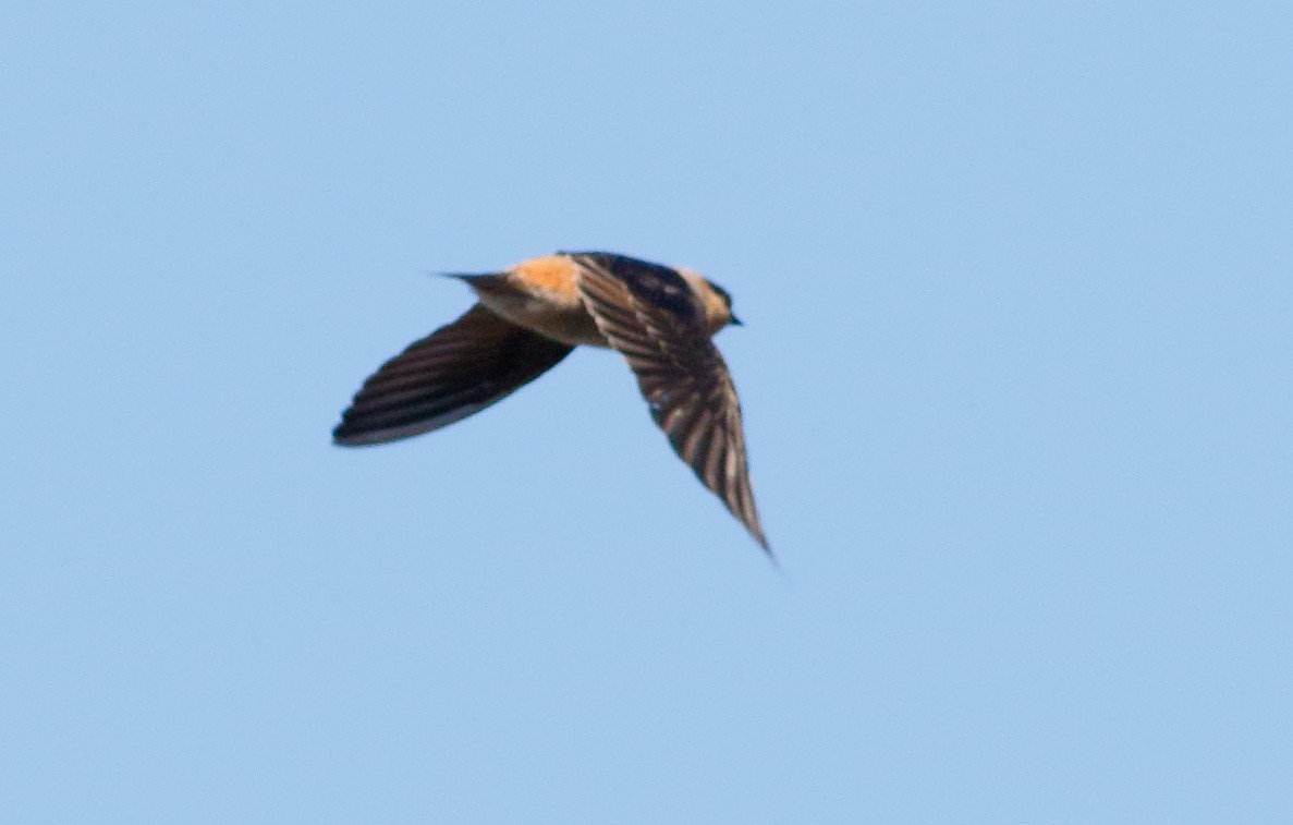Cave Swallow - ML44898651