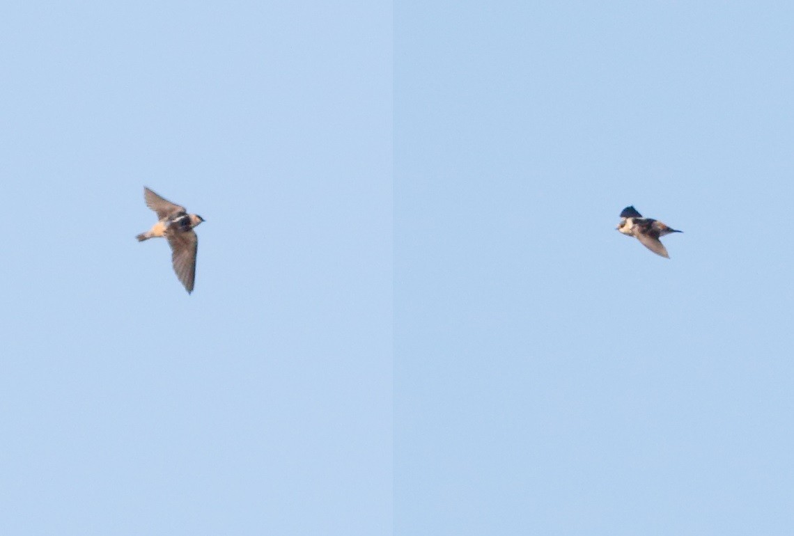Cave Swallow - ML44898681