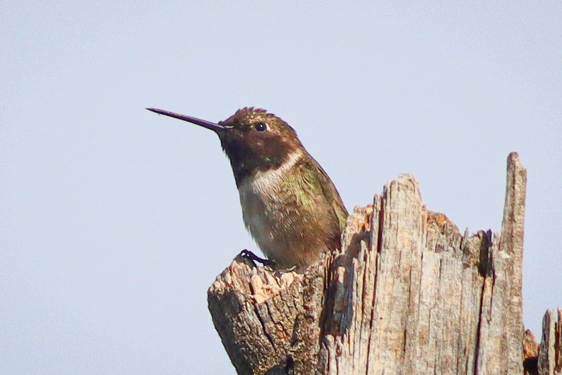 Black-chinned Hummingbird - ML448991551