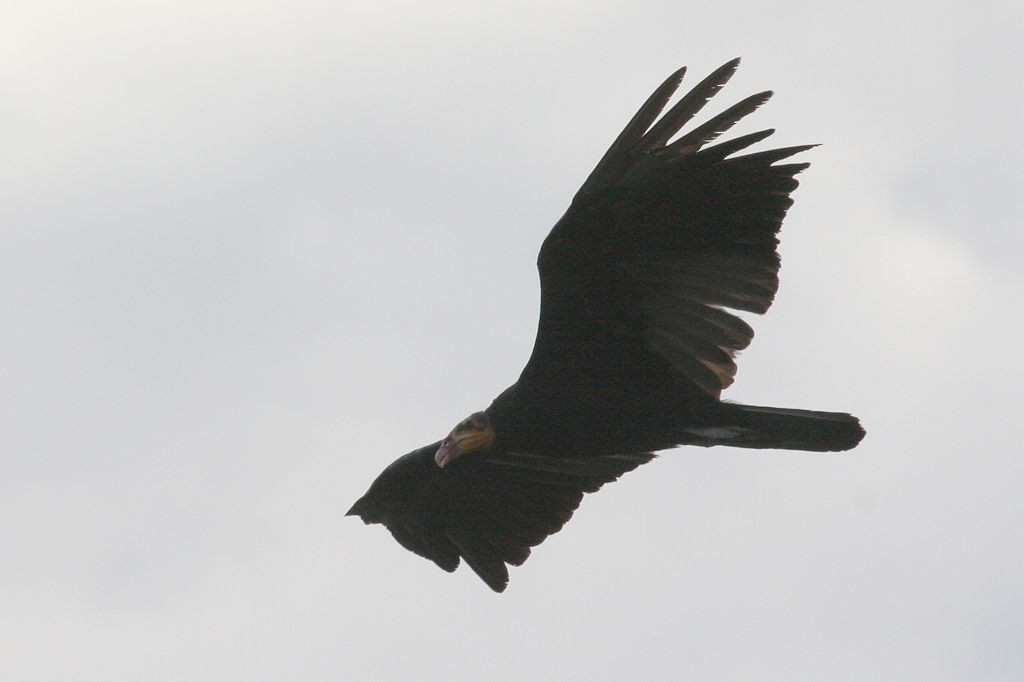 Greater Yellow-headed Vulture - ML44899381