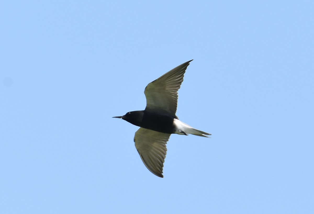 Black Tern - ML449000451