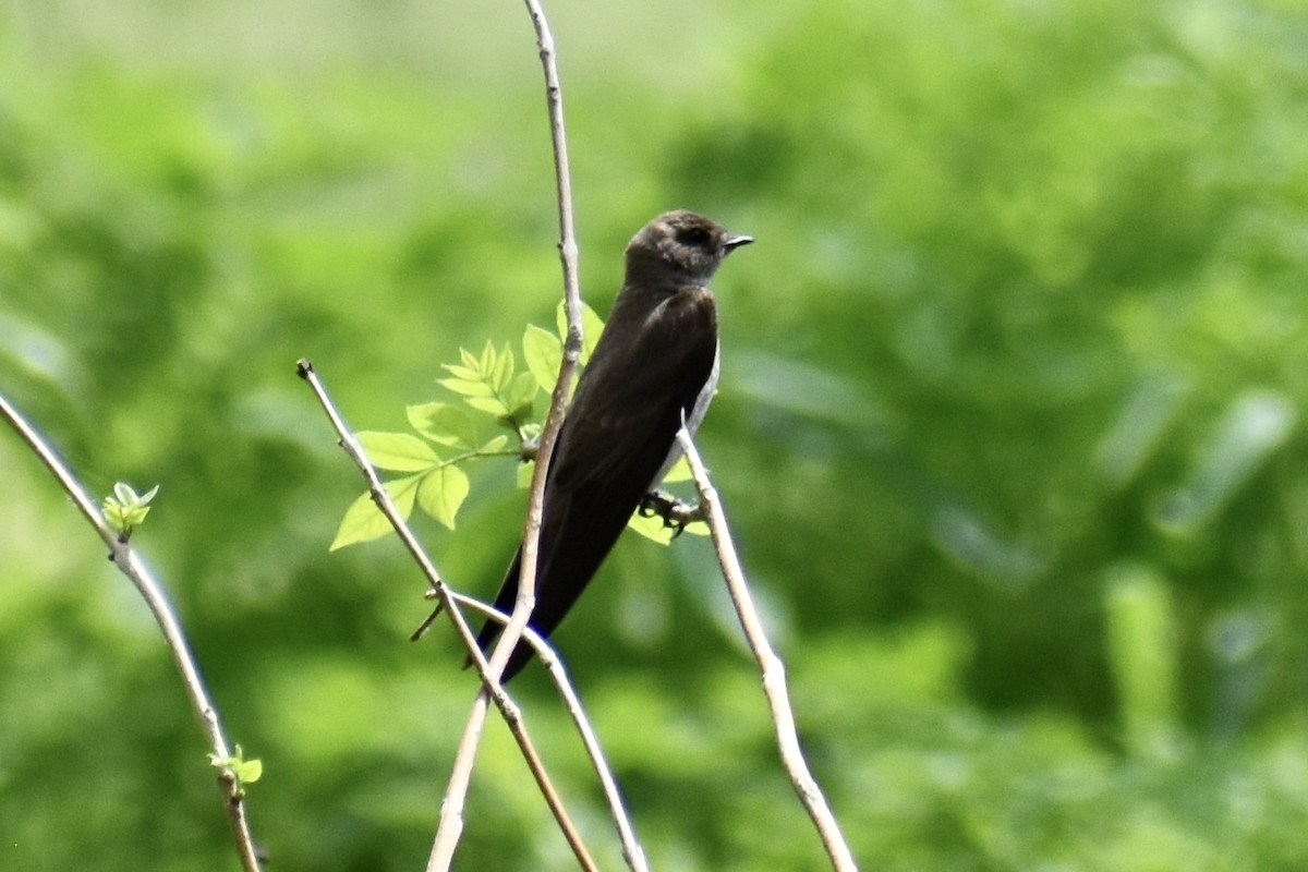 Northern Rough-winged Swallow - ML449000461