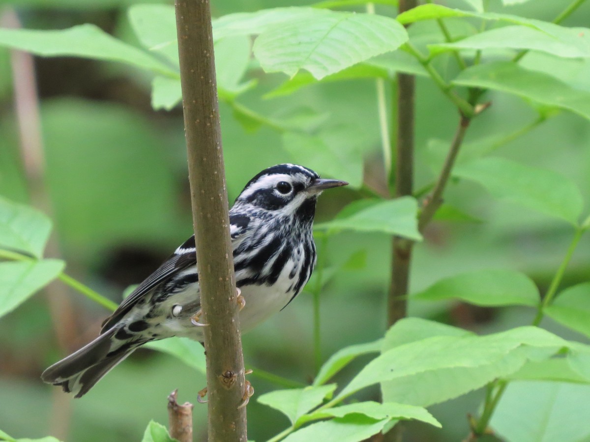 Black-and-white Warbler - ML449004701