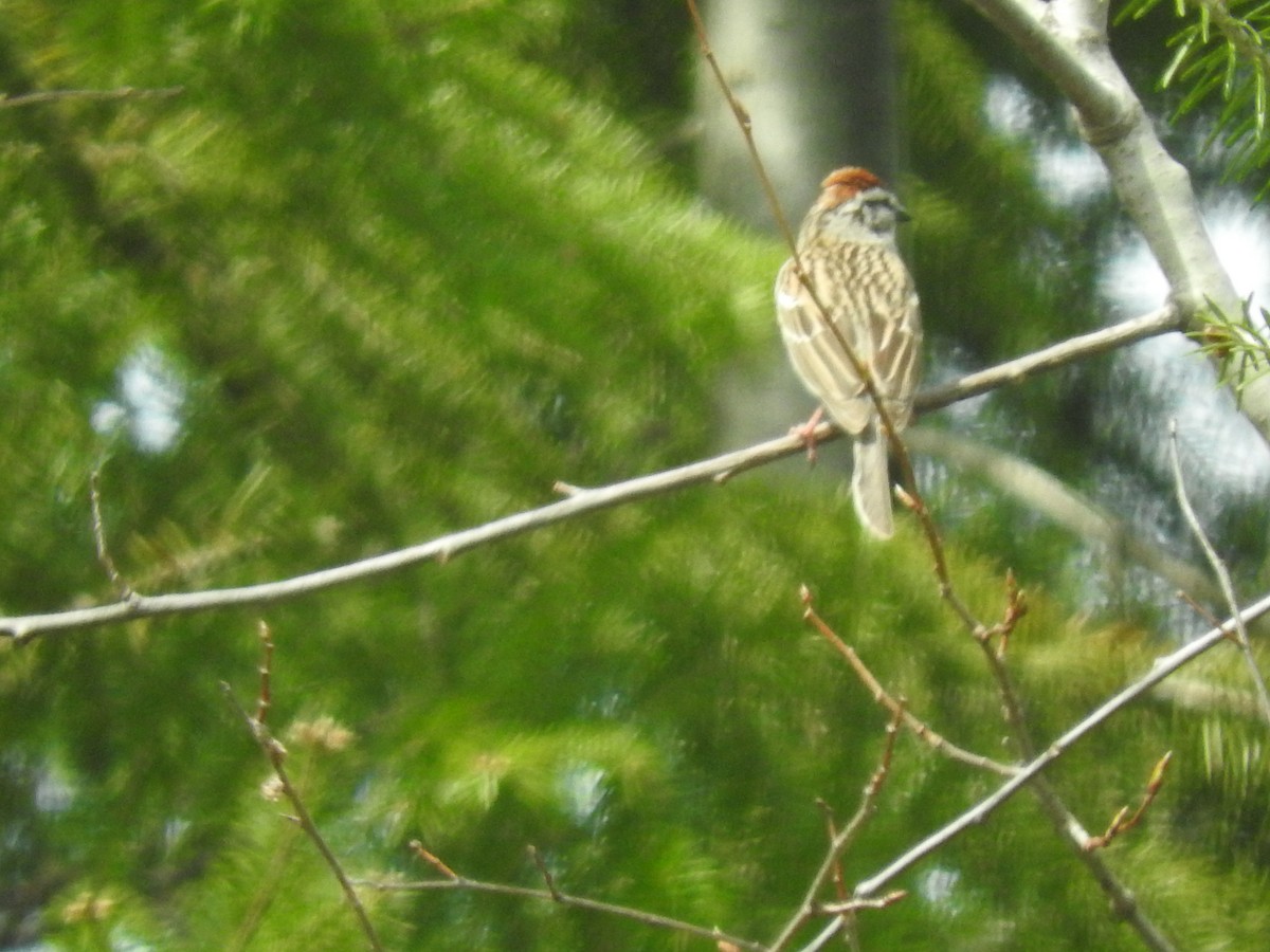 Chipping Sparrow - ML449007801