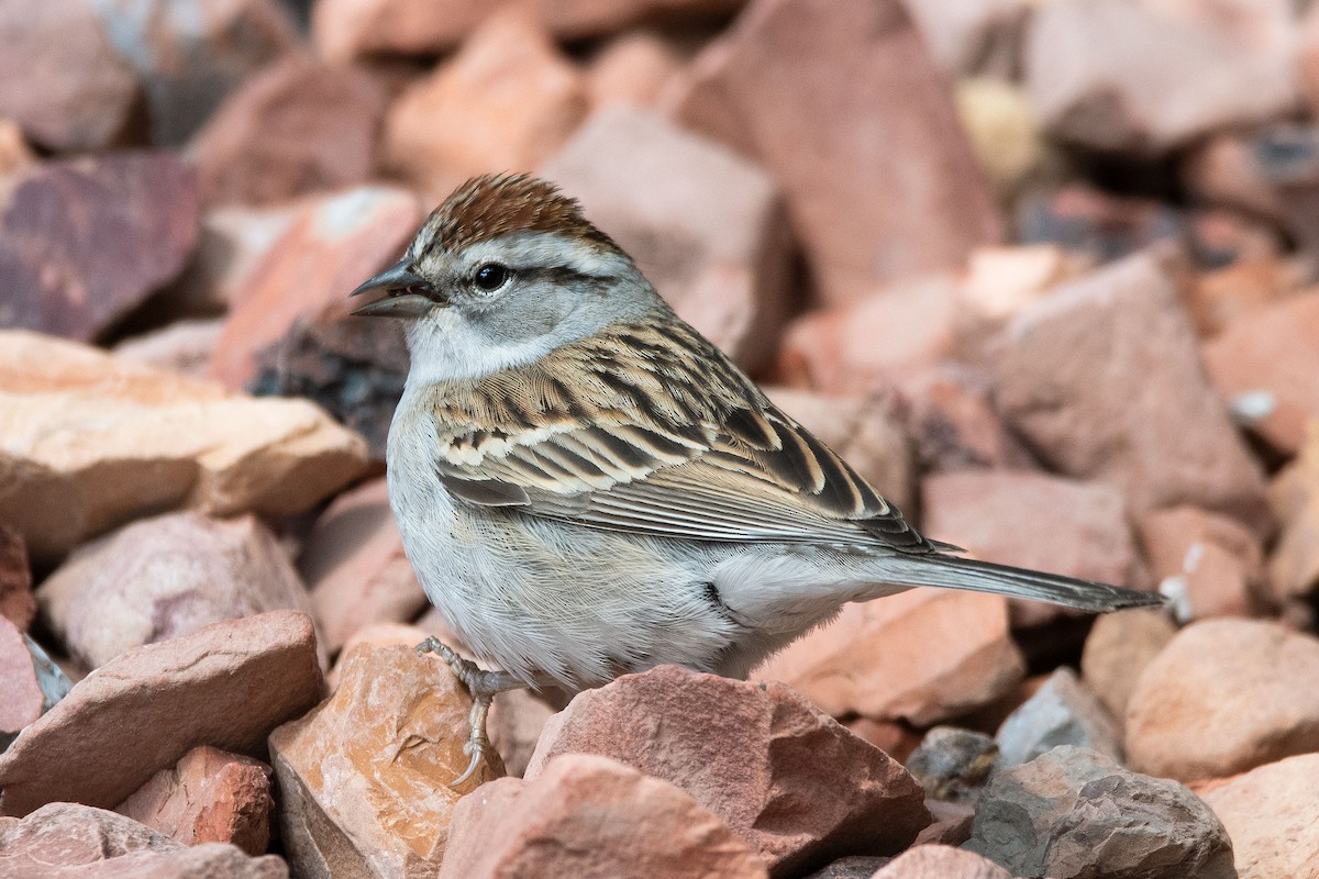 Chipping Sparrow - ML449012451