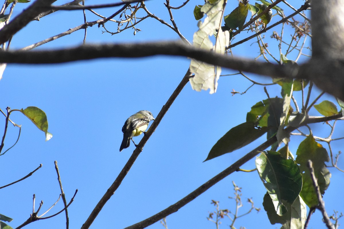 Yellow-crowned Tyrannulet - ML449012991
