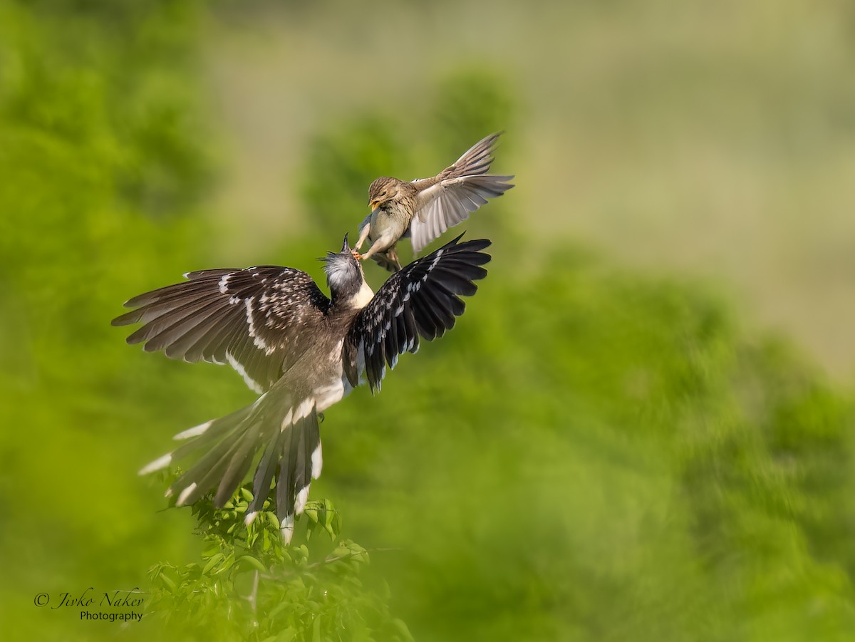 Great Spotted Cuckoo - ML449014231