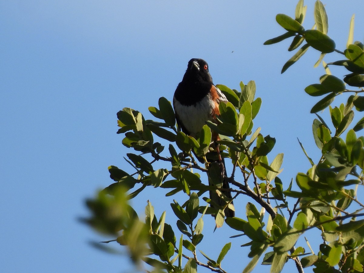 Spotted Towhee - ML449032491