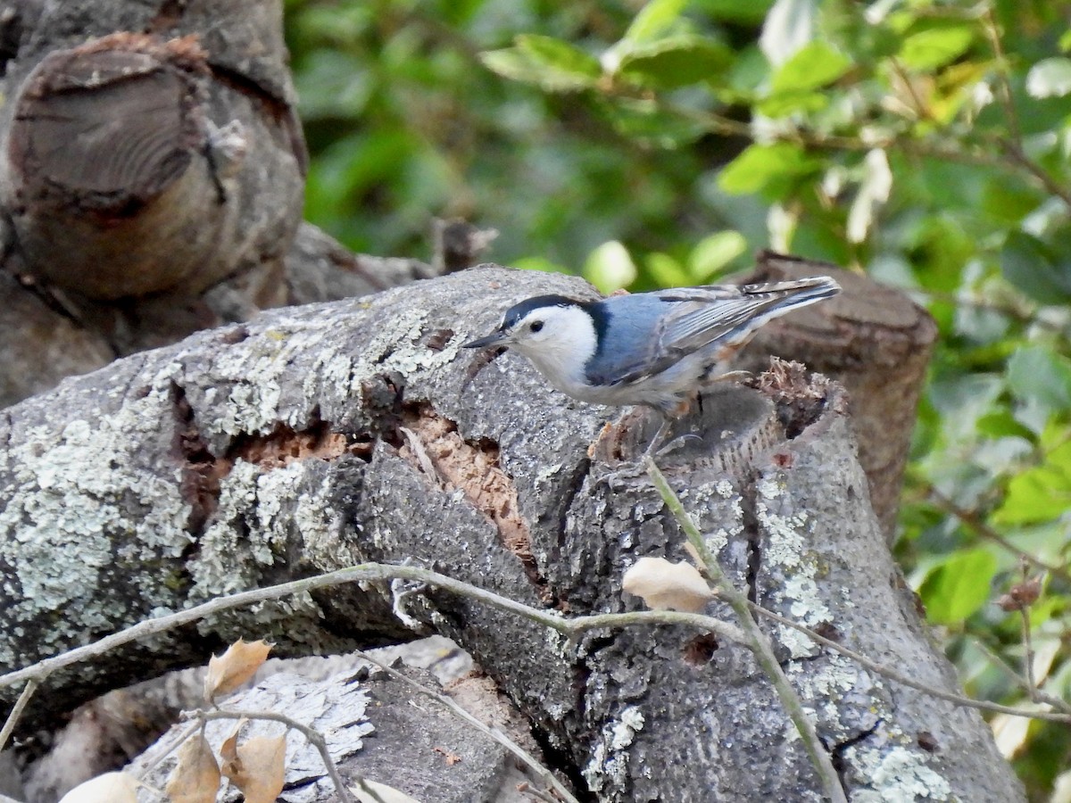 White-breasted Nuthatch - ML449032721